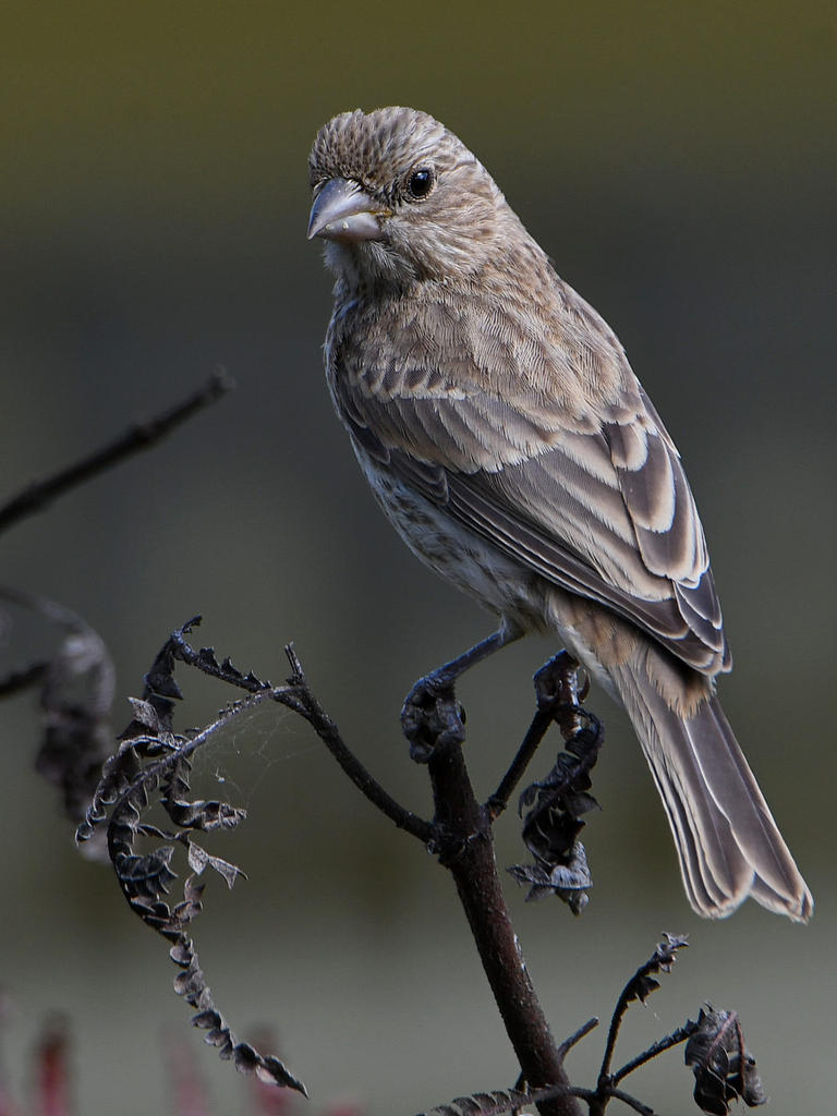 Finch2.jpg