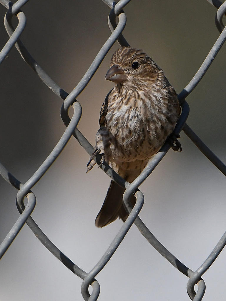 Finch2.jpg
