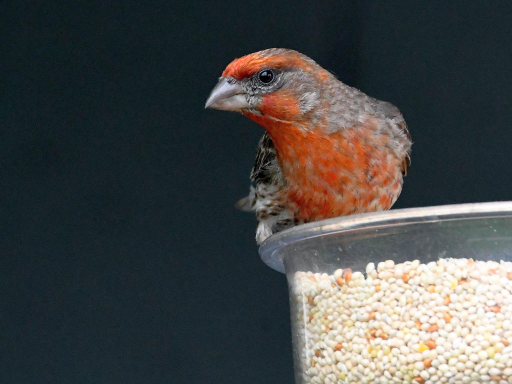 Finch2.jpg