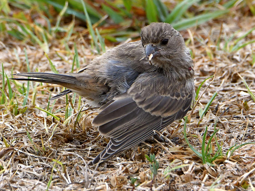 Finch2.jpg