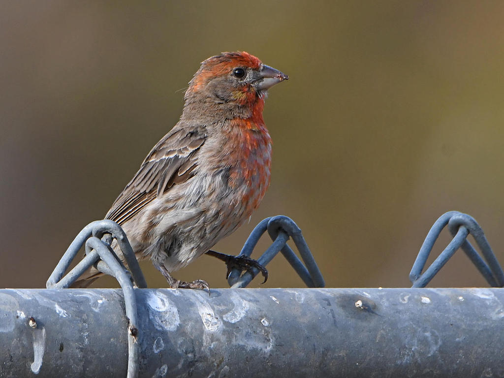 Finch2.jpg
