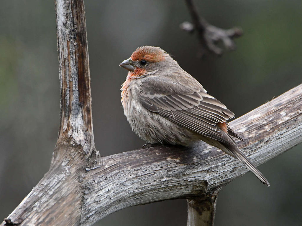 Finch2.jpg