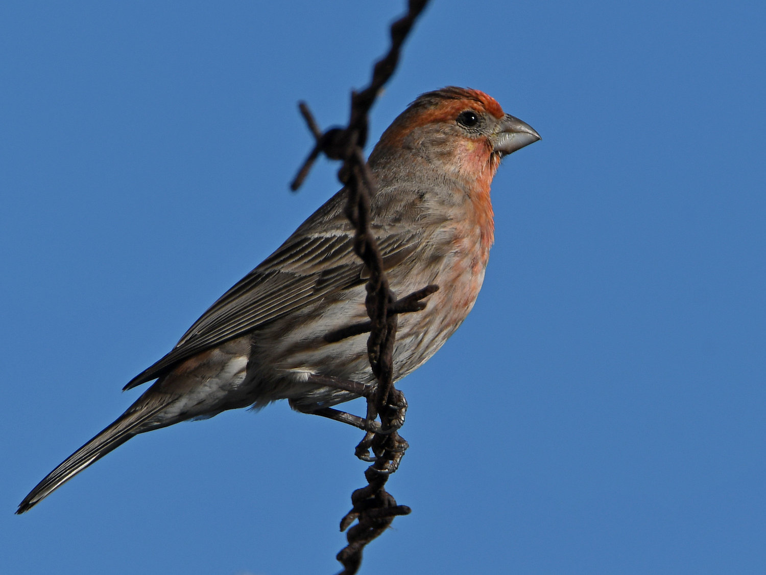 Finch2.jpg