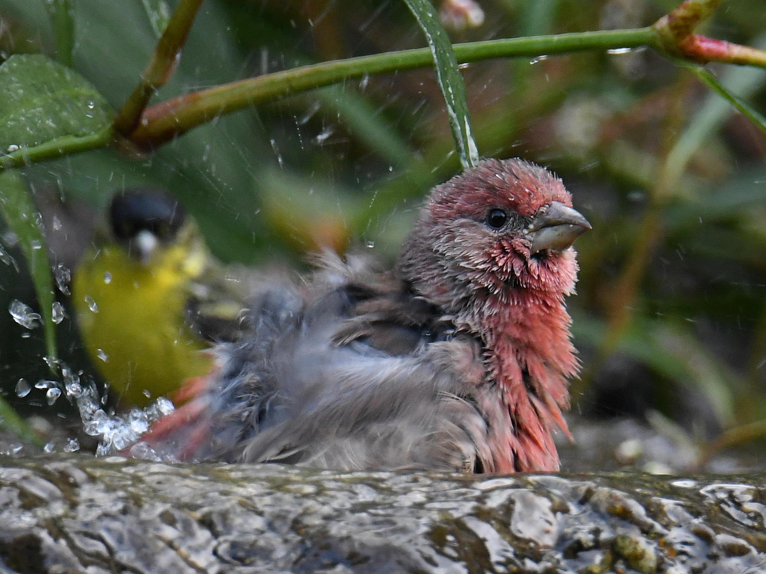 Finch2.jpg