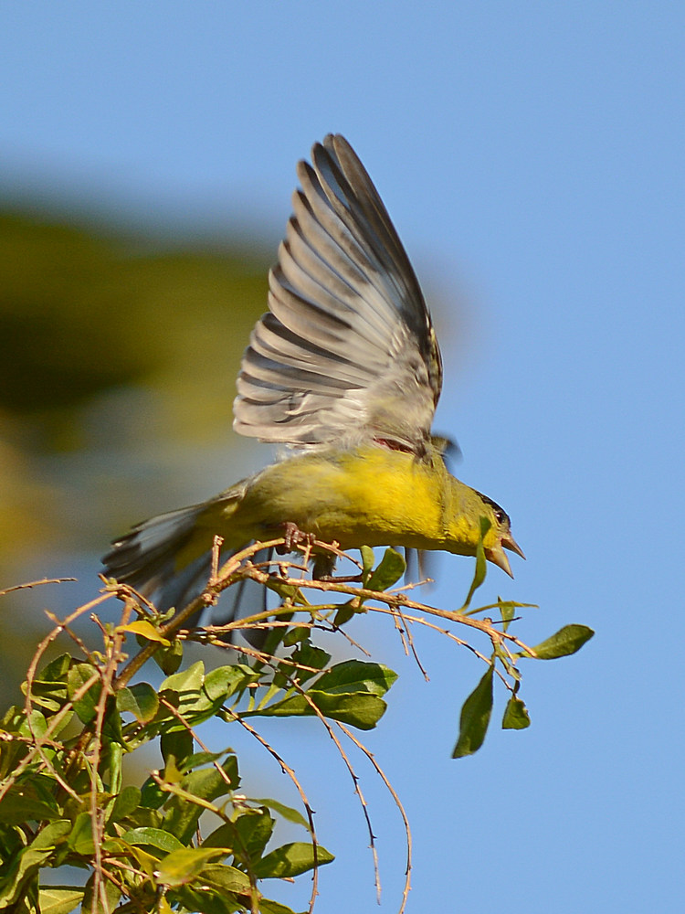 Finch2.jpg