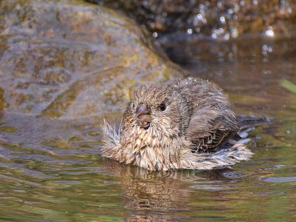 Finch20.jpg