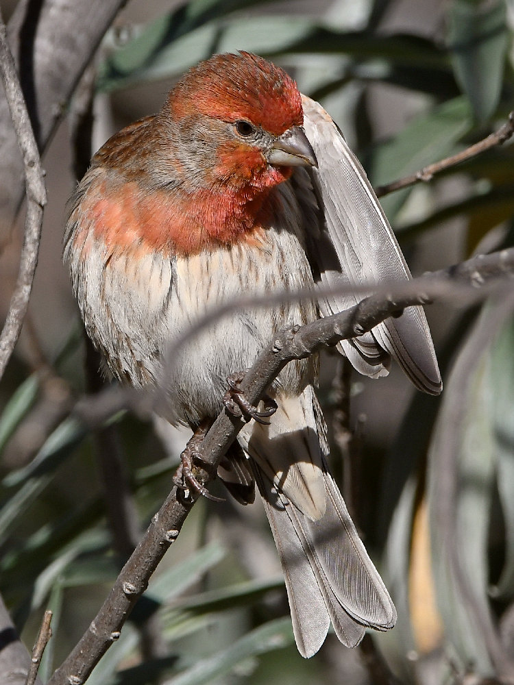 Finch20.jpg