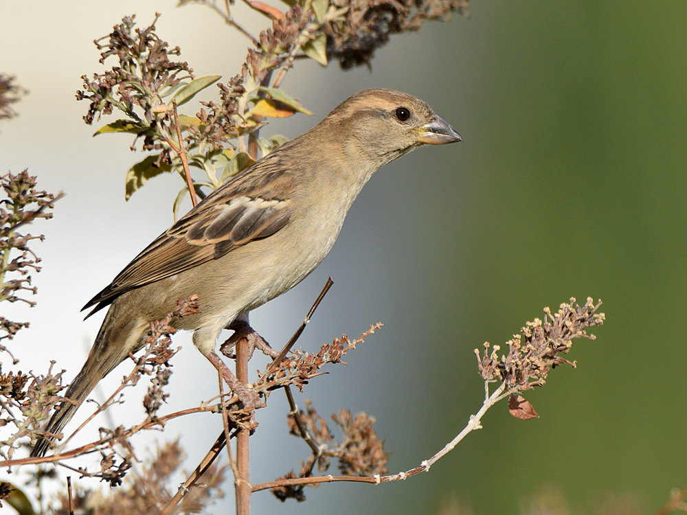 Finch21.jpg