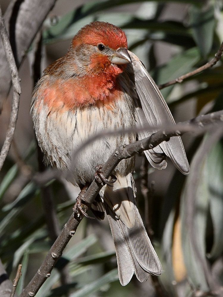 Finch21.jpg