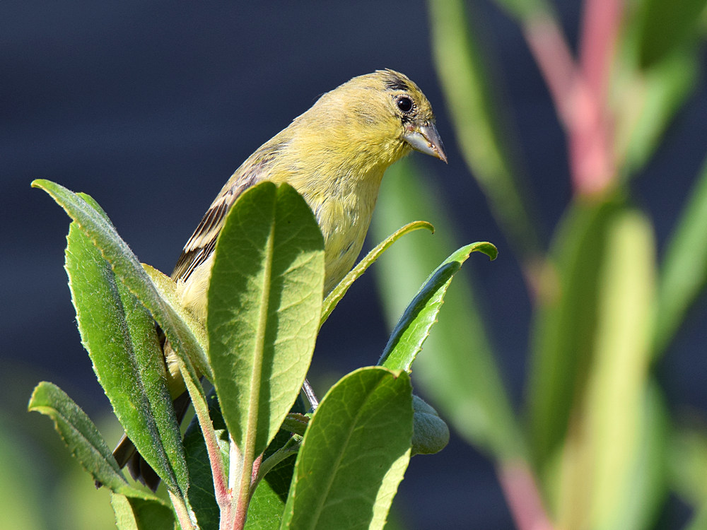 Finch2_2015_06_01.jpg