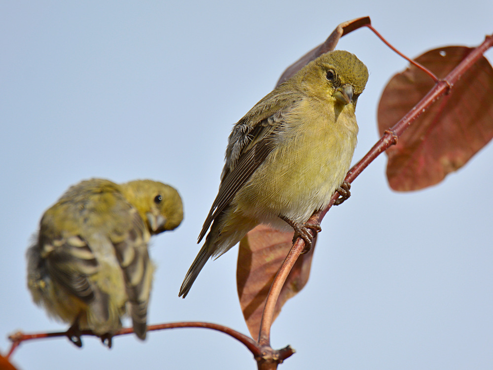 Finch3.jpg