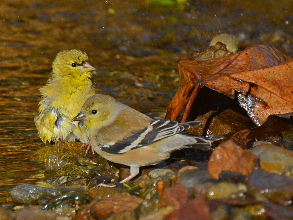 Finch3.jpg