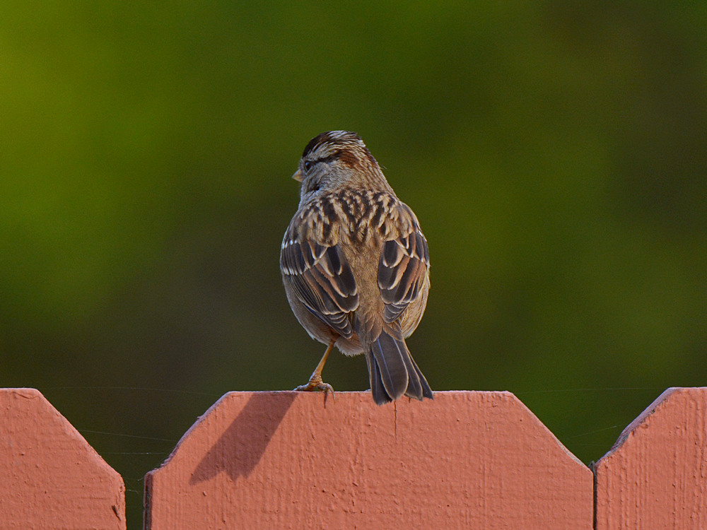 Finch3.jpg