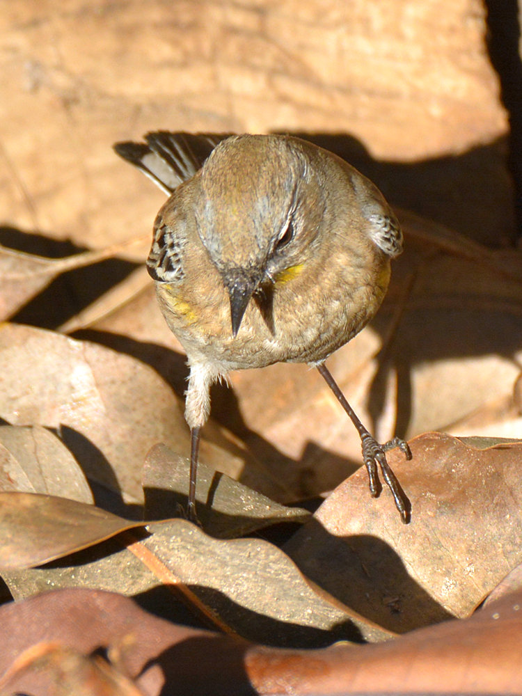 Finch3.jpg