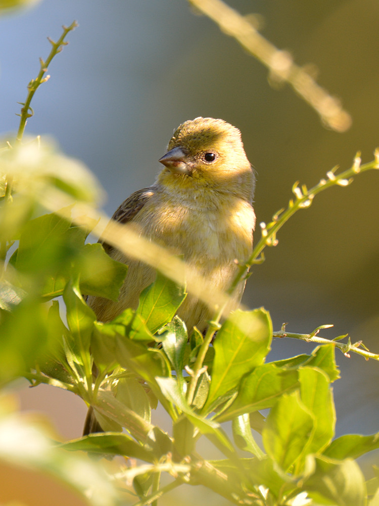Finch3.jpg
