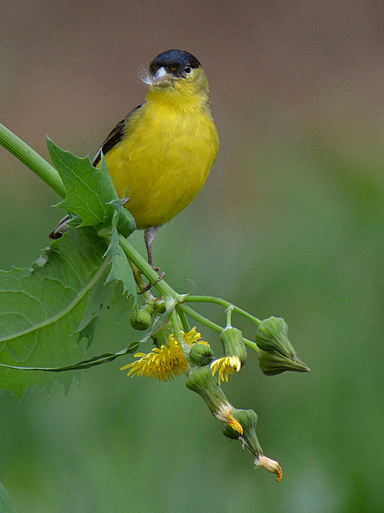 Finch3.jpg