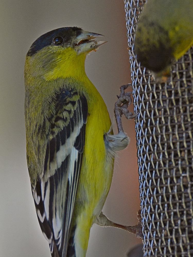 Finch3.jpg