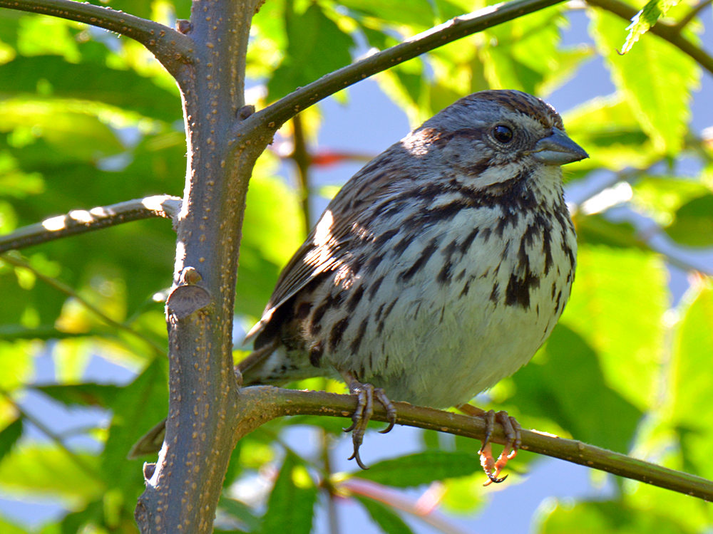 Finch3.jpg