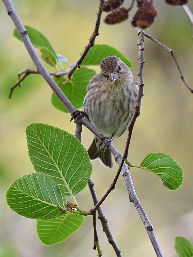 Finch3.jpg