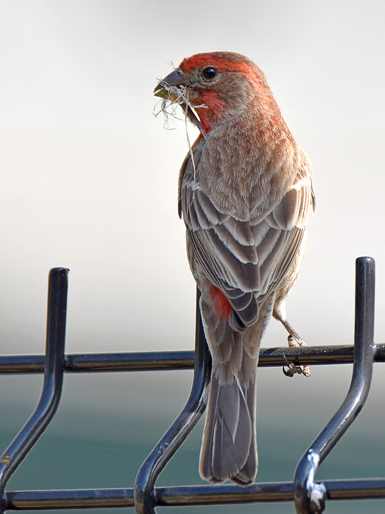 Finch3.jpg