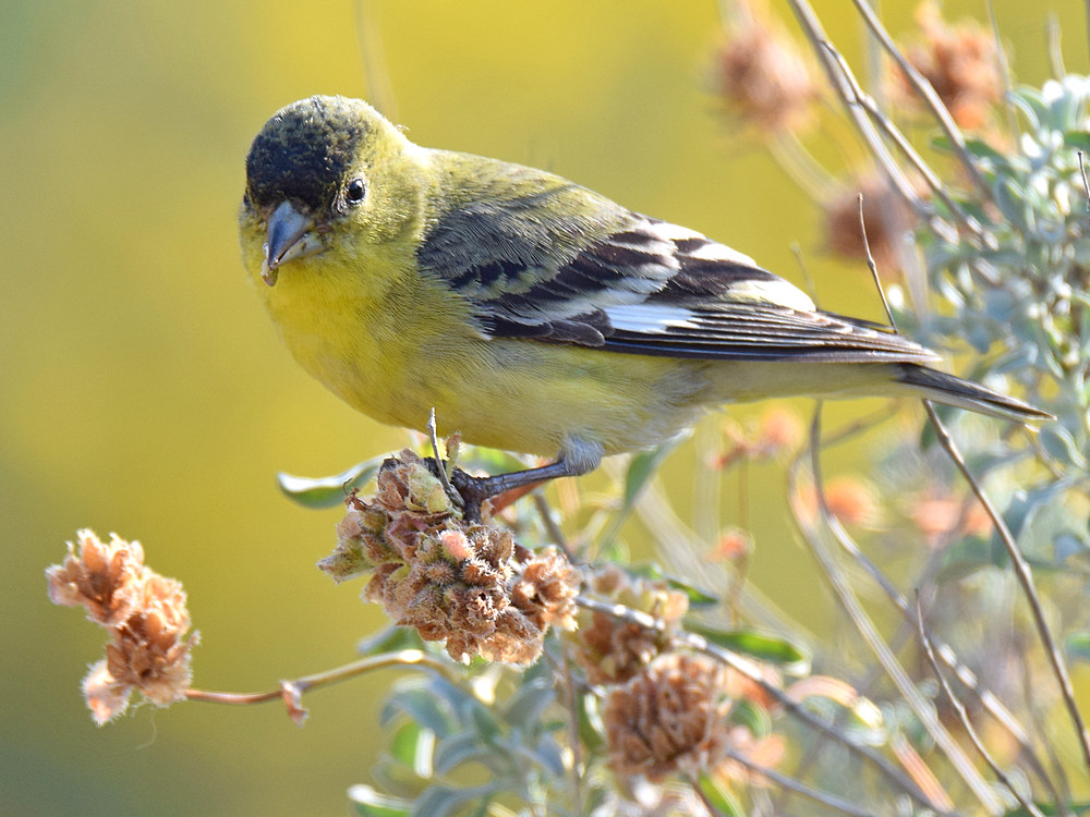 Finch3.jpg