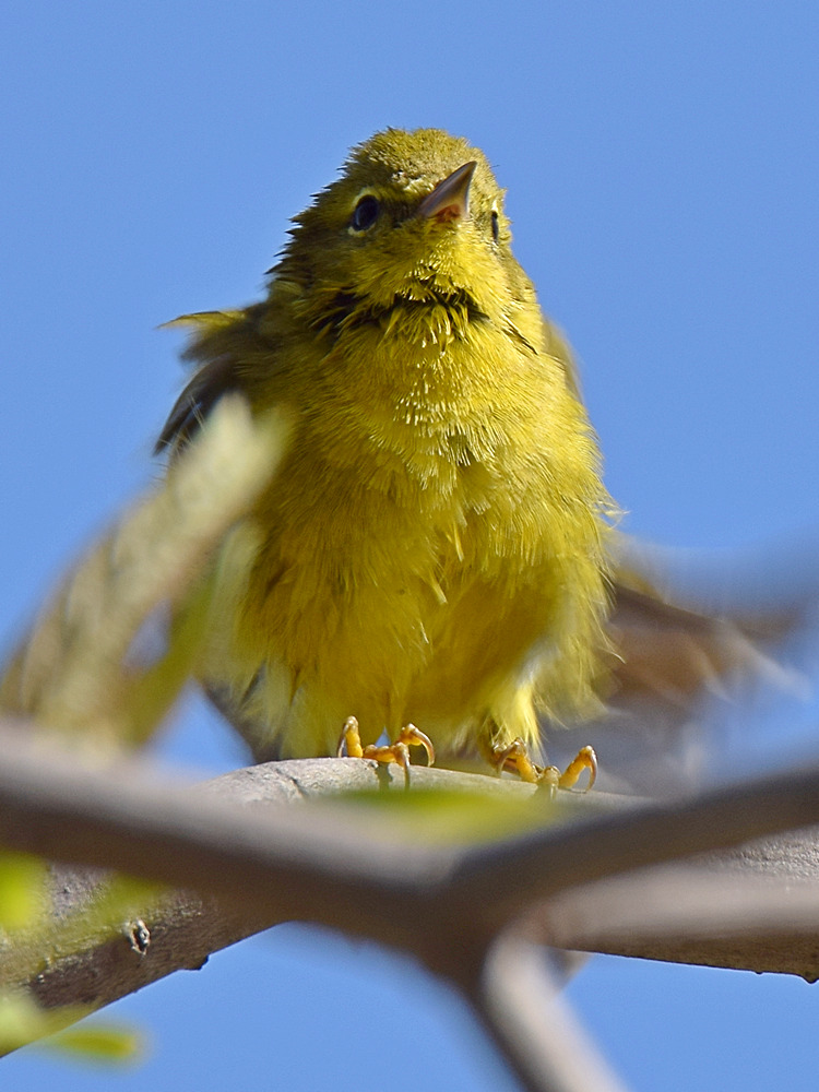 Finch3.jpg