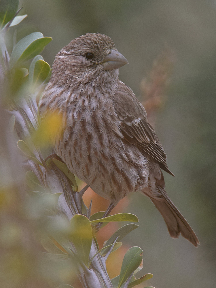 Finch3.jpg