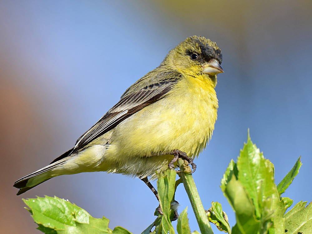 Finch3.jpg