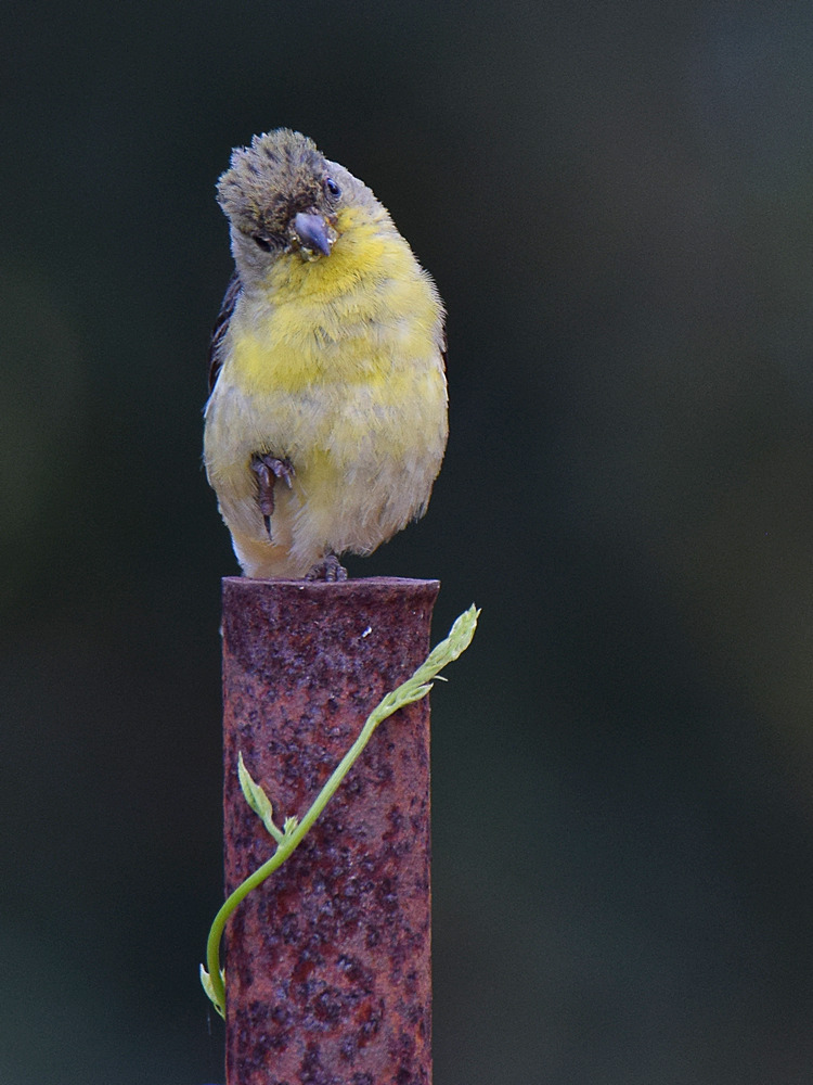 Finch3.jpg
