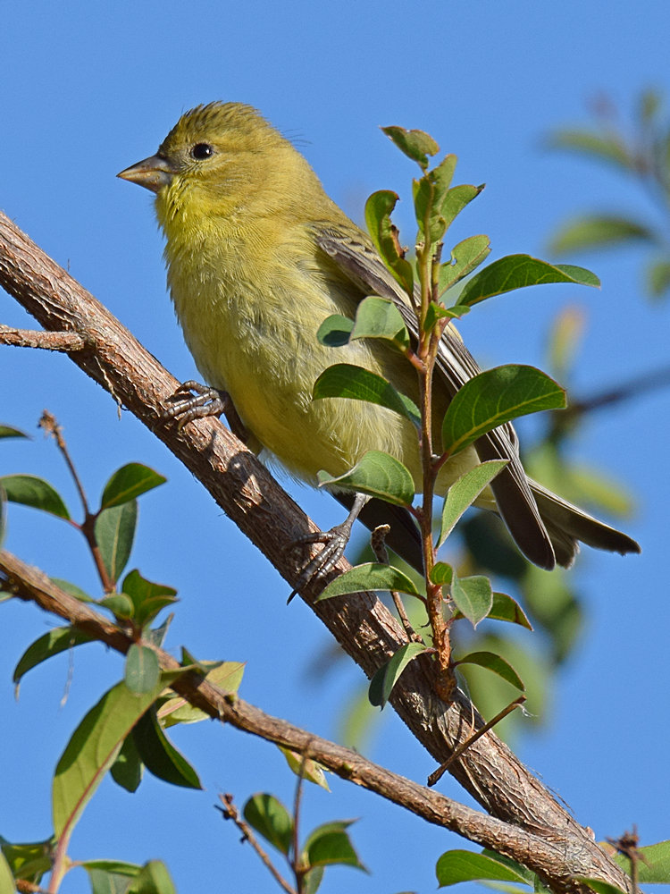 Finch3.jpg