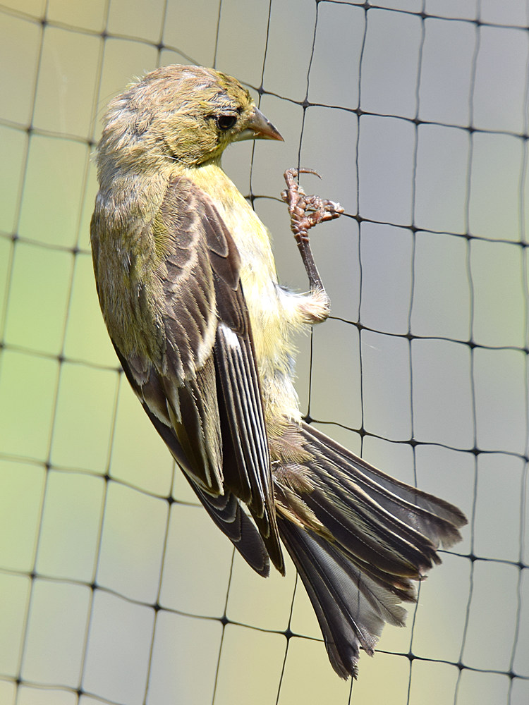 Finch3.jpg