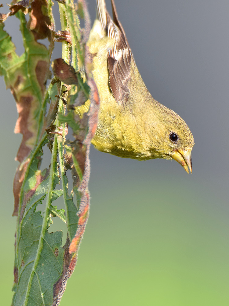 Finch3.jpg