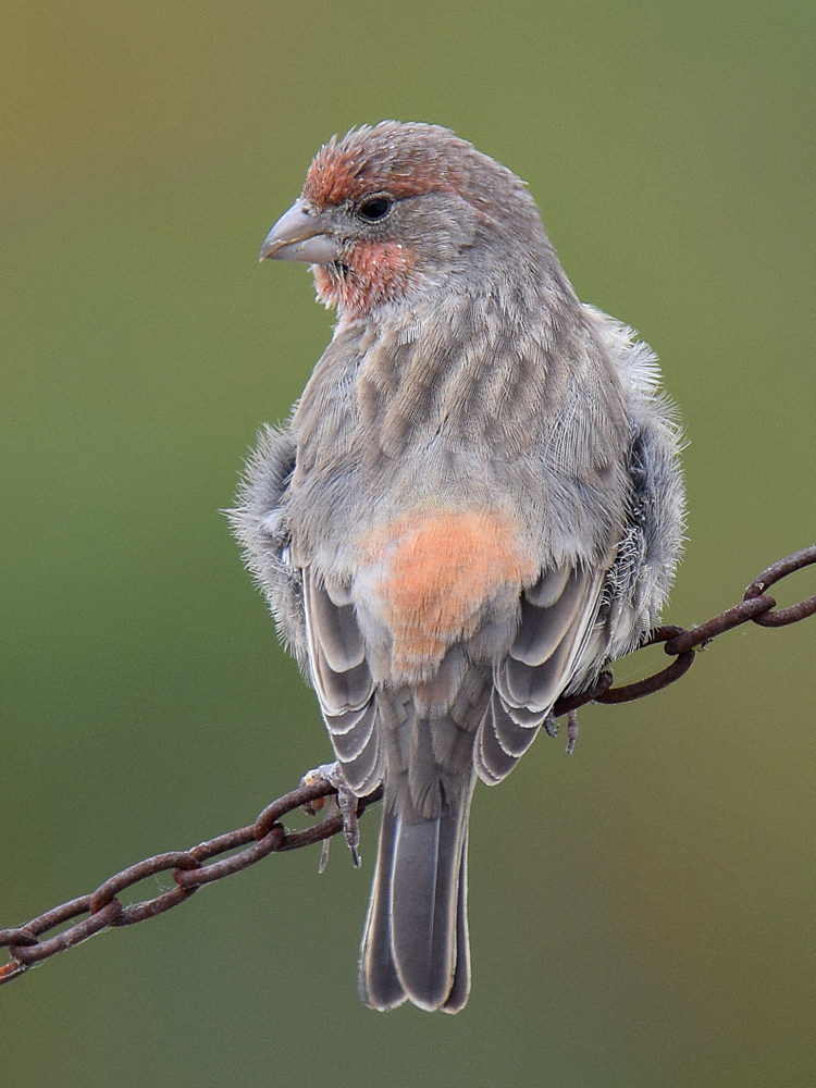 Finch3.jpg