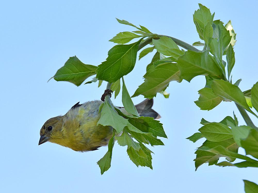 Finch3.jpg