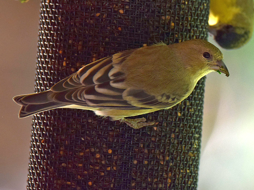 Finch3.jpg