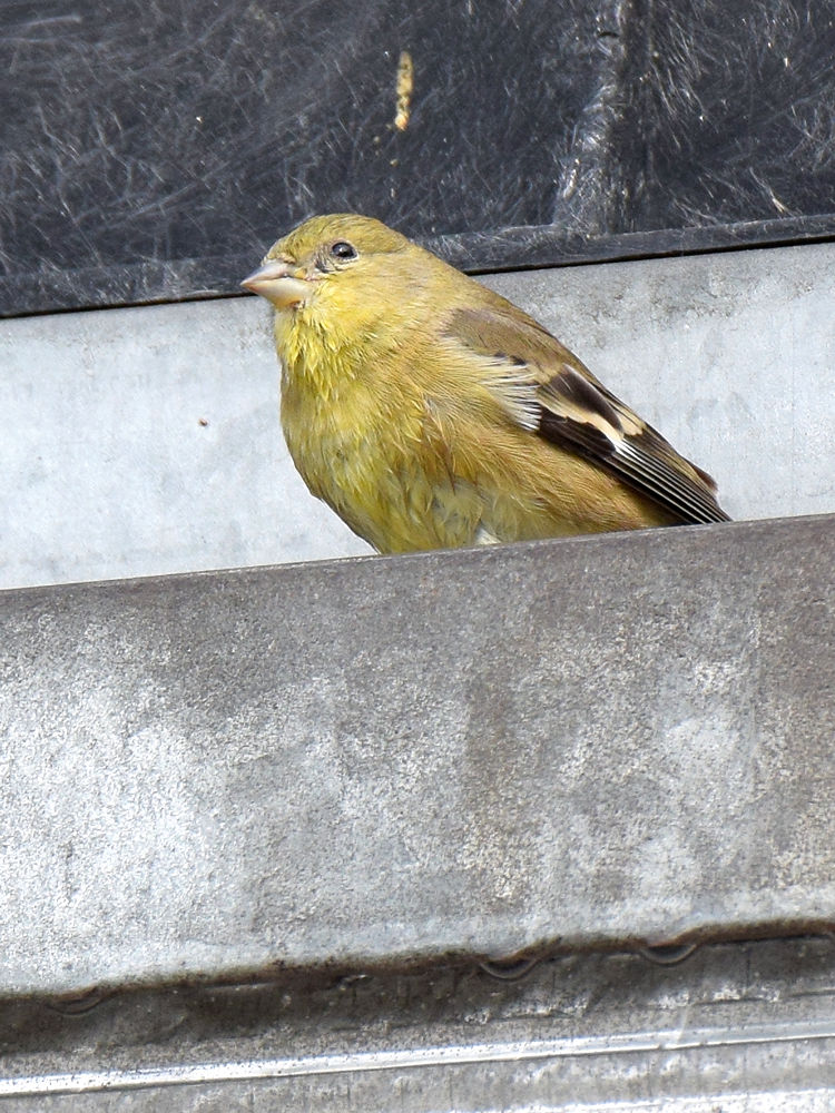 Finch3.jpg
