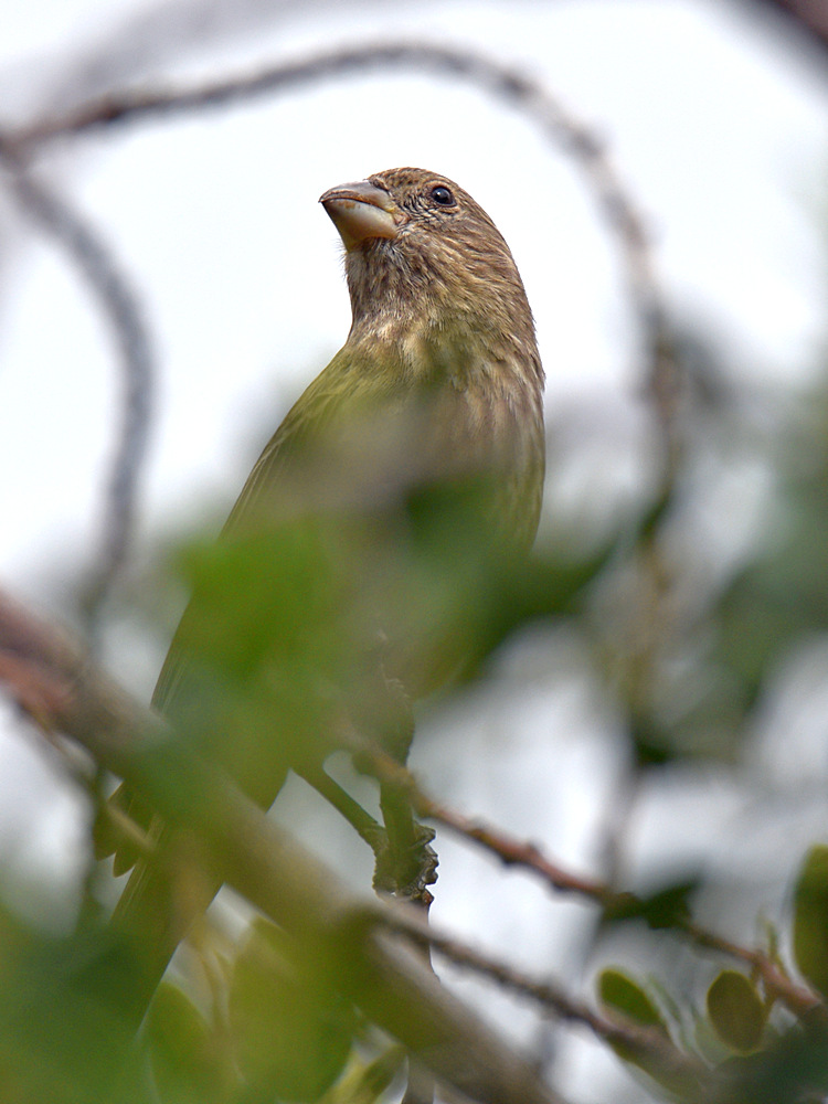 Finch3.jpg