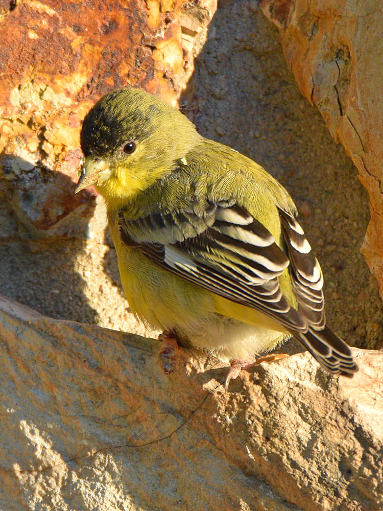 Finch3.jpg