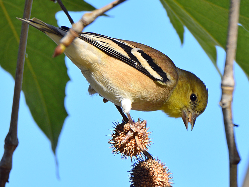 Finch3.jpg