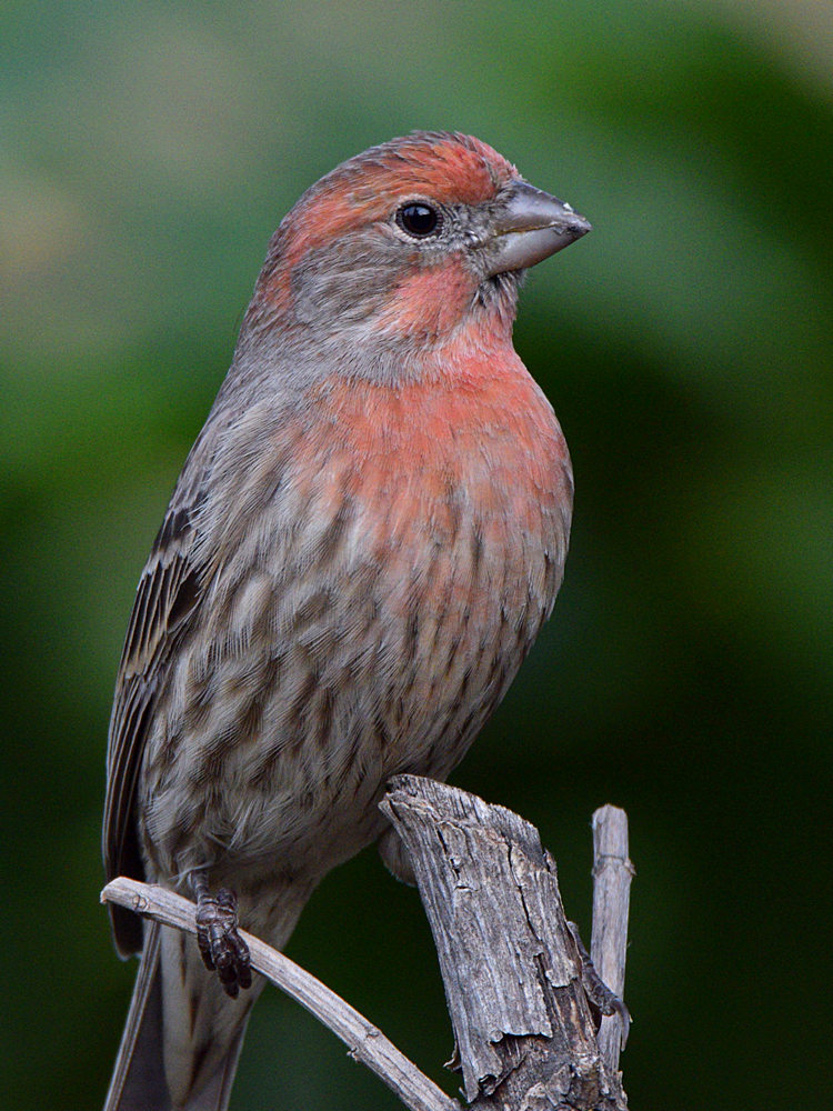 Finch3.jpg