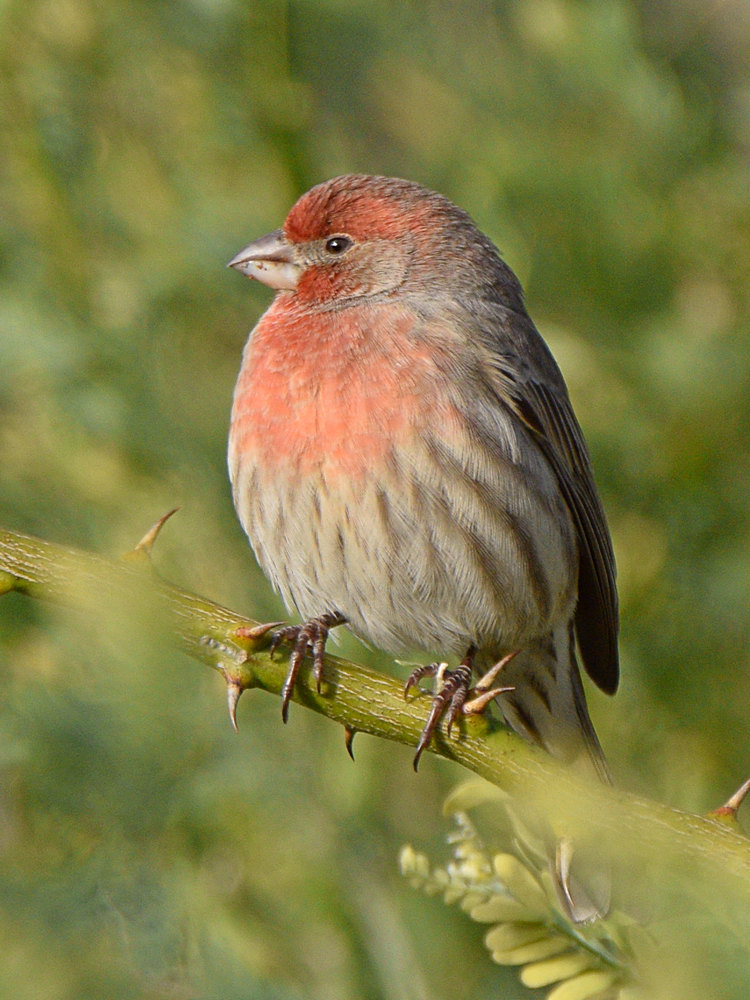 Finch3.jpg