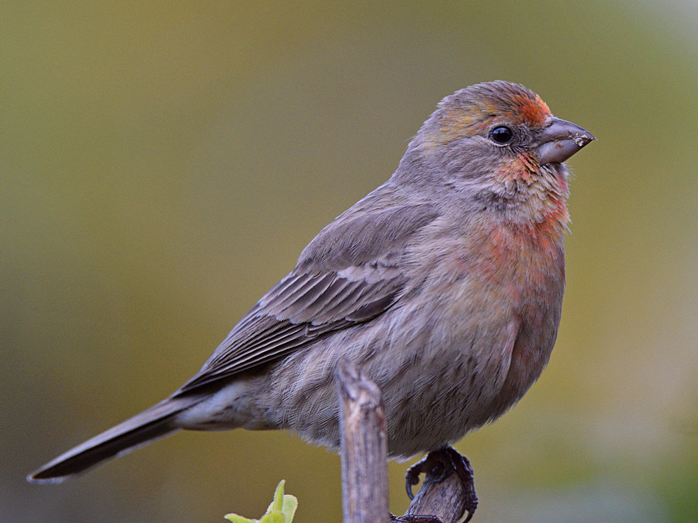Finch3.jpg