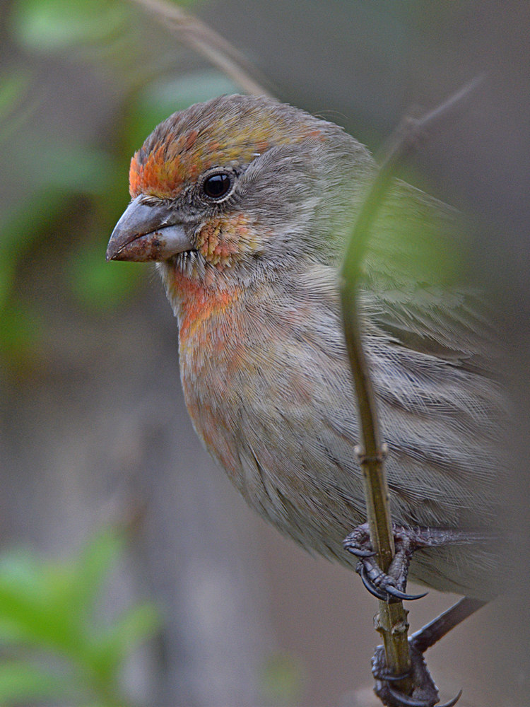 Finch3.jpg
