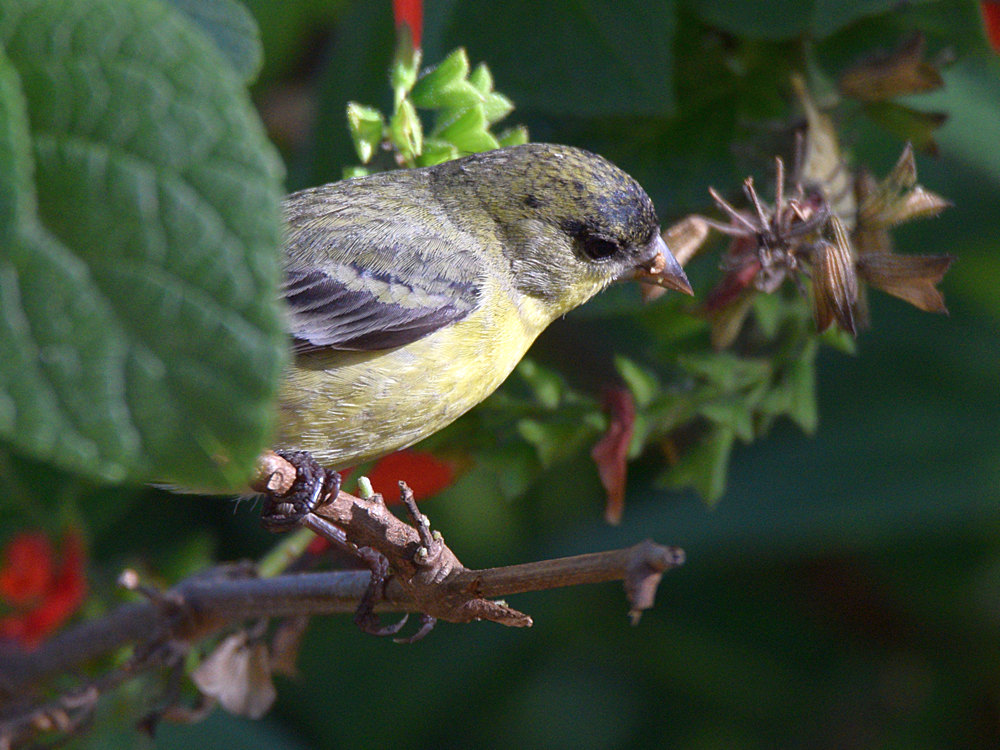 Finch3.jpg