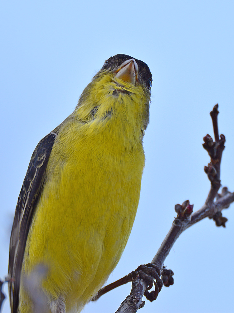 Finch3.jpg