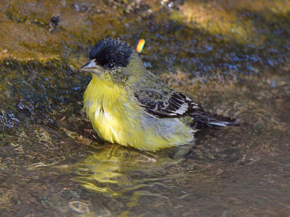 Finch3.jpg