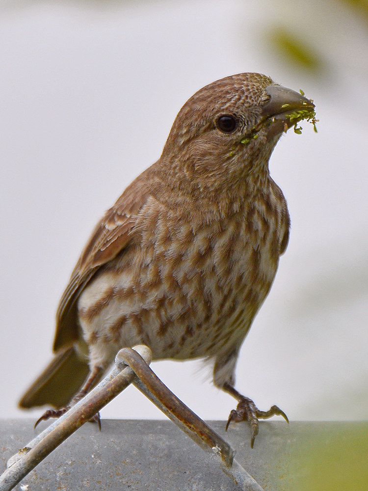 Finch3.jpg