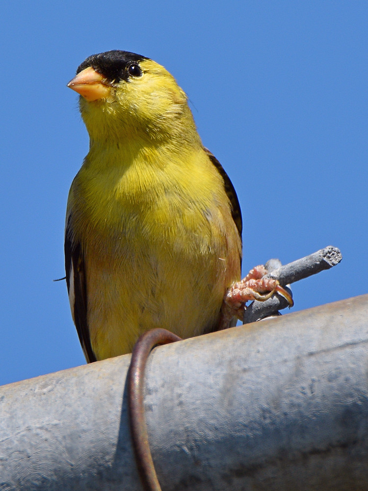 Finch3.jpg