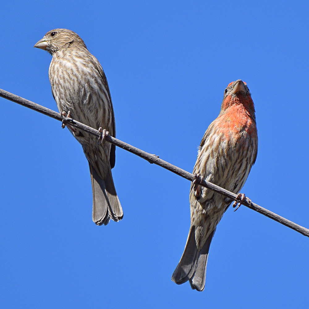 Finch3.jpg