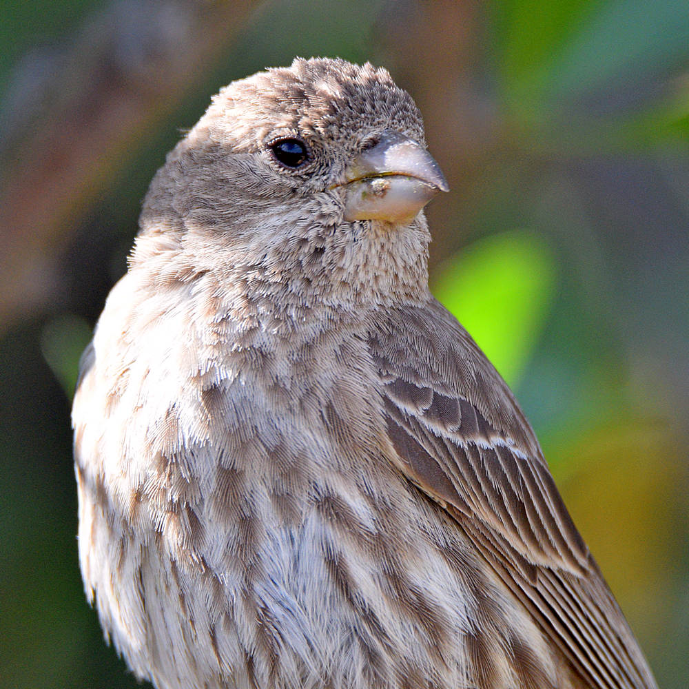 Finch3.jpg